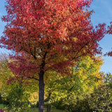 American Sweetgum - Liquidambar styraciflua-Deciduous,Full Sun,Moderate Growing,Moderate Water,Ornamental,Outdoor,Tree-Nursery Near Me