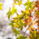 Close-up of green and yellow leaves with red edges on a branch of American Sweetgum (Liquidambar styraciflua), highlighting its vibrant autumn colors against a softly blurred background.
