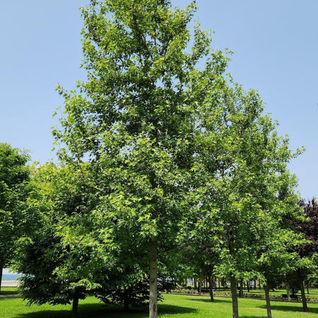 American Sweetgum - Liquidambar styraciflua-Deciduous,Full Sun,Moderate Growing,Moderate Water,Ornamental,Outdoor,Tree-Nursery Near Me