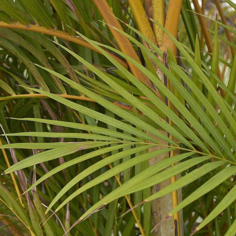 Ampasindavae Palm - Dypsis ampasindavae-Evergreen,Full Sun,Moderate Growing,Moderate Water,Outdoor,Palm,Tropical-Nursery Near Me