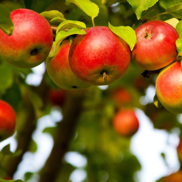 Anna Apple Tree - Malus domestica 'Anna'-Deciduous,Fruiting,Full Sun,Moderate Growing,Moderate Water,Outdoor,Tree-Nursery Near Me