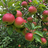 Anna Apple Tree