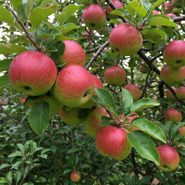Red and green apples, including the low-chill Anna Apple Tree (Malus domestica 'Anna'), hang from lush green branches in a warm climate orchard.