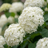 Annabelle Hydrangea