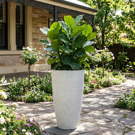 A large fiddle leaf fig in the Antique White Riley Bullet Pot (300mm x 530mm) sits on a stone garden path outside a house, adding elegance with this stylish indoor-outdoor planter.