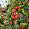 Apple ‘Gala’