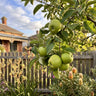 Apple ‘Granny Smith’