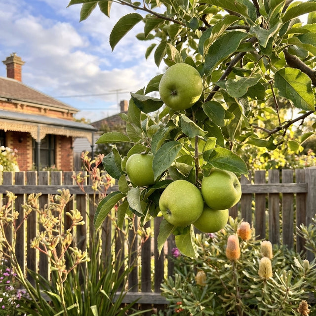 Apple ‘Granny Smith’ (Malus domestica) fruit growing on a home orchard tree branch, with a wooden fence and house in the background.