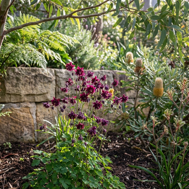 Aquilegia ‘Black Barlow’ (Aquilegia vulgaris cultivar) is a double-flowering columbine with deep purple blooms, adding striking color to garden beds amidst lush greenery and stone walls.