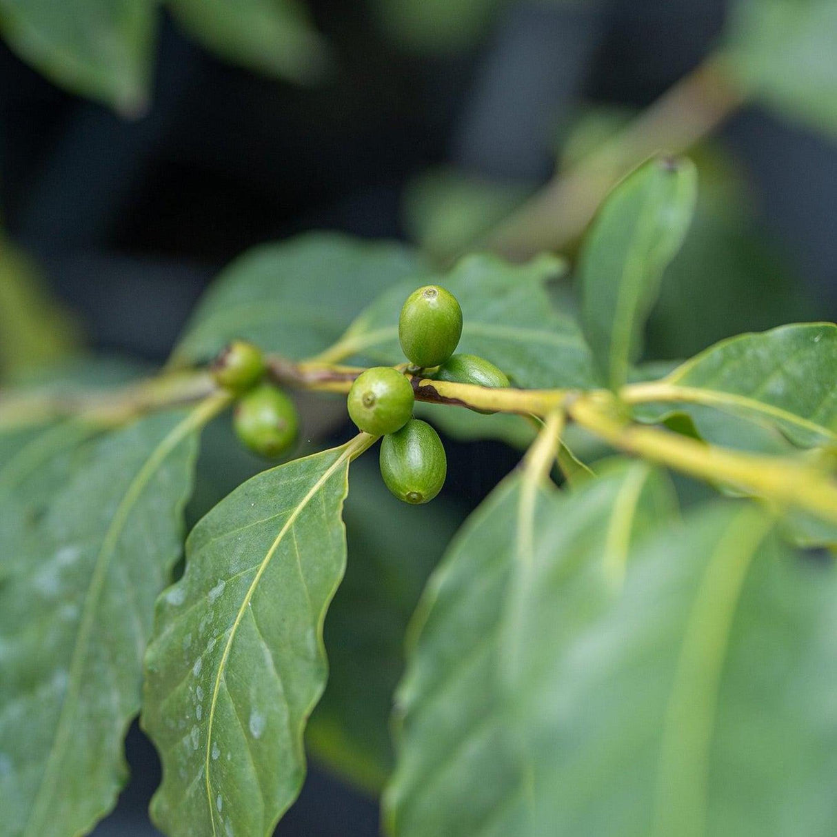 Arabic Coffee Plant - Coffea arabica-Evergreen,Fruiting,Indoor,Moderate Water,Partial Shade,Shrub,Slow Growing-Nursery Near Me