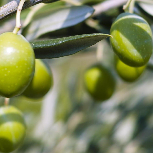 Arbequina Olive Tree - Olea europaea 'Arbequina'-Evergreen,Fruiting,Full Sun,Low Water,Moderate Growing,Outdoor,Tree-Nursery Near Me