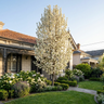 Aristocrat Ornamental Pear