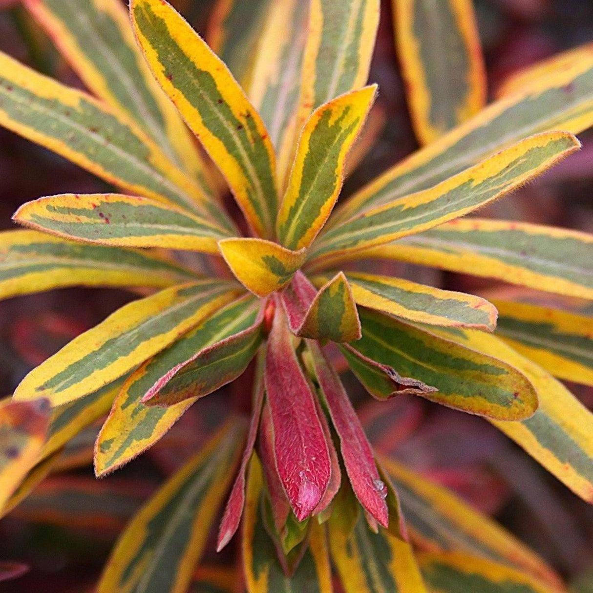 Ascot Rainbow Euphorbia - Euphorbia 'Ascot Rainbow'-Evergreen,Full Sun,Low Water,Ornamental,Outdoor,Shrub,Slow Growing-Nursery Near Me