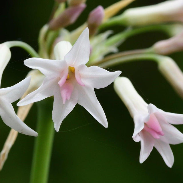 Ashanti Pearl Society Garlic - Tulbaghia violacea 'Ashanti Pearl'-Evergreen,Flowering,Full Sun,Low Water,Ornamental,Outdoor,Slow Growing-Nursery Near Me