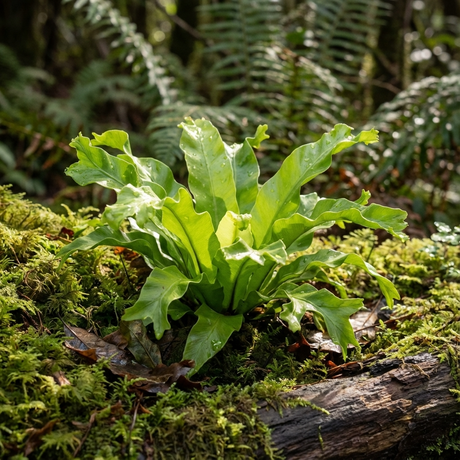 A Crested Bird’s Nest Fern (Asplenium antiquum 'Leslie') displays vibrant green fronds as it grows on mossy ground in a forest, surrounded by other shade-loving plants and lush foliage.