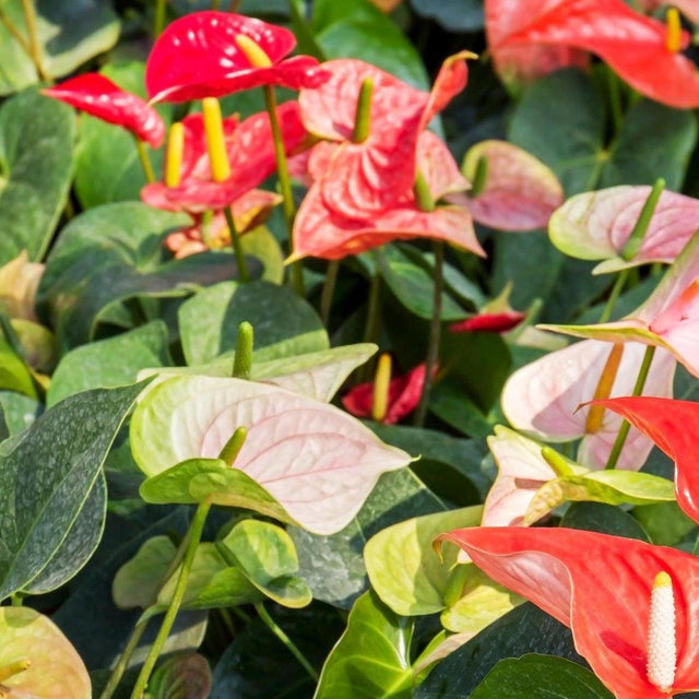 Assorted Anthurium - Anthurium spp.-Evergreen,Flowering,Indoor,Moderate Water,Ornamental,Partial Shade,Slow Growing,Tropical-Nursery Near Me