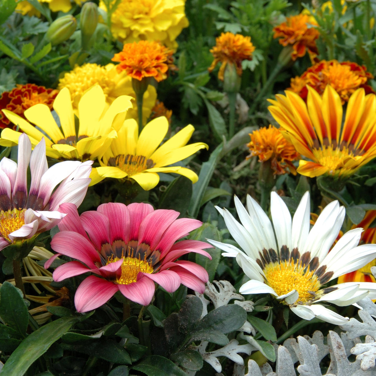 Assorted Gazania (Gazania spp.) blooms in vibrant pink, white, yellow, and orange flowers—an eye-catching, drought-tolerant plant ideal for ground cover in gardens.