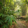 Atra Bamboo