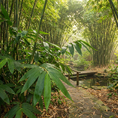 A stone path and wooden bridge wind through tall Atra Bamboo (Neololeba atra) in a lush, sunlit garden.