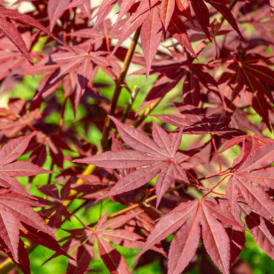 Acer Palmatum Atropurpureum Japanese Maple 3 Litre Pot Established Garden Plant main image 1