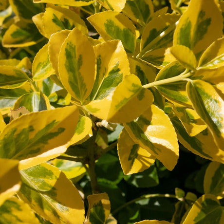 Aureo Marginatus Euonymus - Euonymus japonicus 'Aureo Marginatus'-Evergreen,Moderate Growing,Moderate Water,Outdoor,Partial Shade,Screening,Shrub-Nursery Near Me