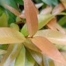 Aussie Gem Lilly Pilly