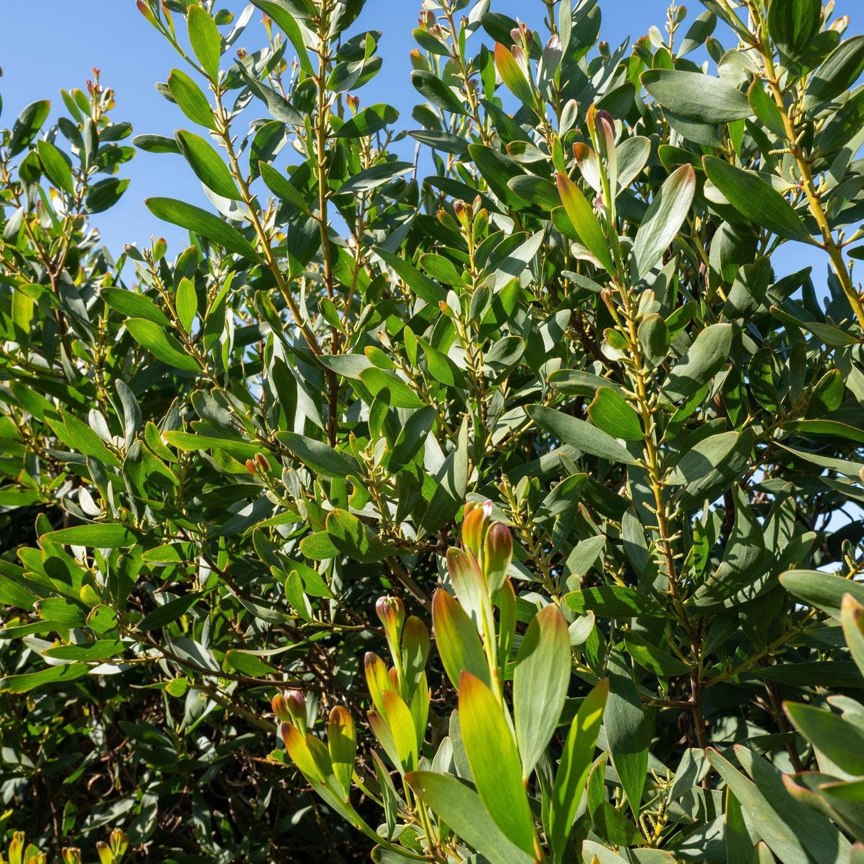 Australian Blackwood - Acacia melanoxylon-Evergreen,Fast Growing,Full Sun,Moderate Water,Native,Outdoor,Tree-Nursery Near Me