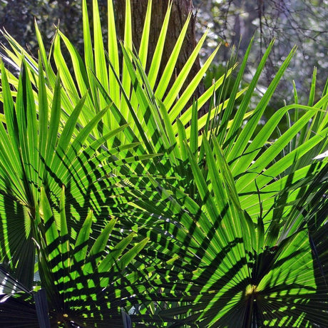 Australian Fan Palm - Livistona australis-Evergreen,Full Sun,Moderate Water,Outdoor,Palm,Slow Growing,Tropical-Nursery Near Me