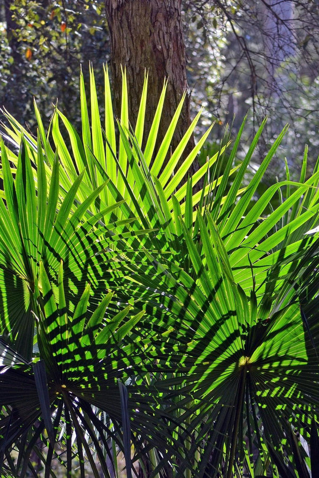 Australian Fan Palm - Livistona australis-Evergreen,Full Sun,Moderate Water,Outdoor,Palm,Slow Growing,Tropical-Nursery Near Me