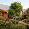 Australian Red Cedar