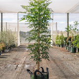 Australian Teak Tree - Flindersia australis-Evergreen,Fast Growing,Full Sun,Moderate Water,Native,Outdoor,Screening,Tree-Nursery Near Me