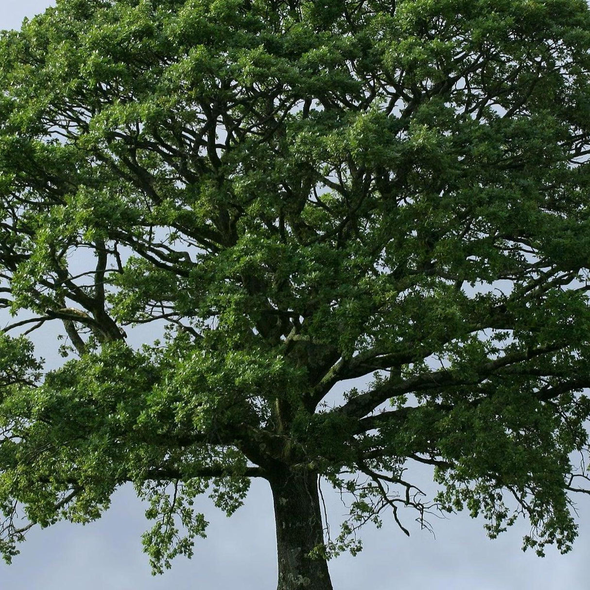 Australian Teak Tree - Flindersia australis-Evergreen,Fast Growing,Full Sun,Moderate Water,Native,Outdoor,Screening,Tree-Nursery Near Me