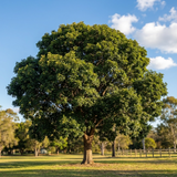 A single Australian Teak Tree - Flindersia australis, a fast-growing shade tree, stands in a grassy field beneath a blue sky with scattered clouds.