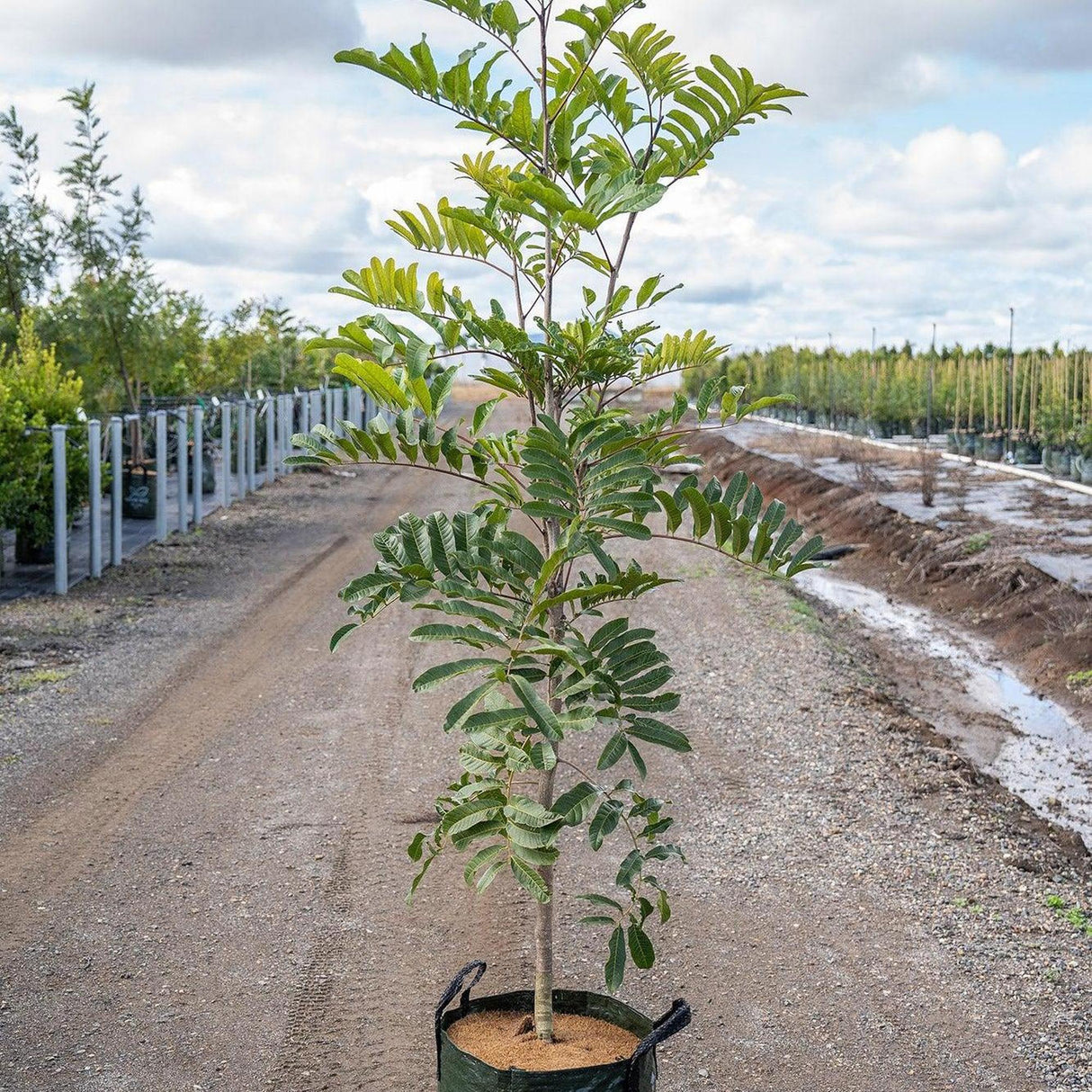 Australian Tulipwood Tree - Harpullia pendula-Evergreen,Full Sun,Moderate Water,Native,Outdoor,Screening,Slow Growing,Tree-Nursery Near Me