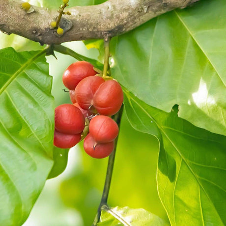 Australian Tulipwood Tree - Harpullia pendula-Evergreen,Full Sun,Moderate Water,Native,Outdoor,Screening,Slow Growing,Tree-Nursery Near Me