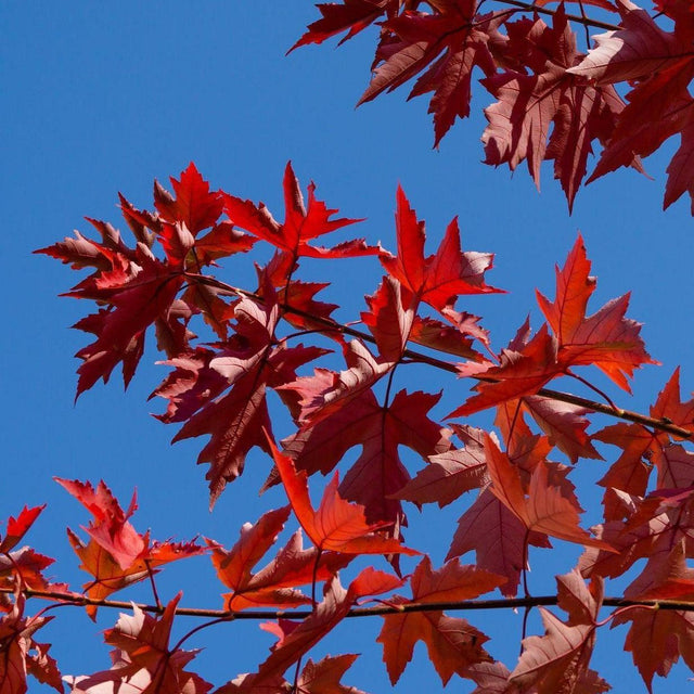 Autumn Blaze Freeman Maple Tree - Acer freemanii 'Autumn Blaze'-Deciduous,Fast Growing,Full Sun,Moderate Water,Outdoor,Screening,Tree-Nursery Near Me