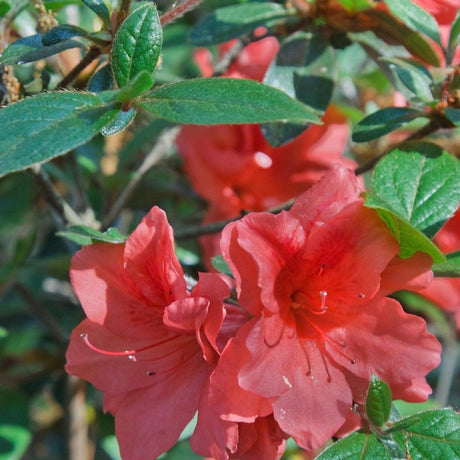 Autumn Bravo Encore Azalea - Azalea Encore 'Autumn Bravo'-Evergreen,Flowering,Moderate Growing,Moderate Water,Outdoor,Partial Shade,Shrub-Nursery Near Me