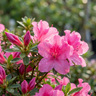 Autumn Carnivale™ Encore Azalea
