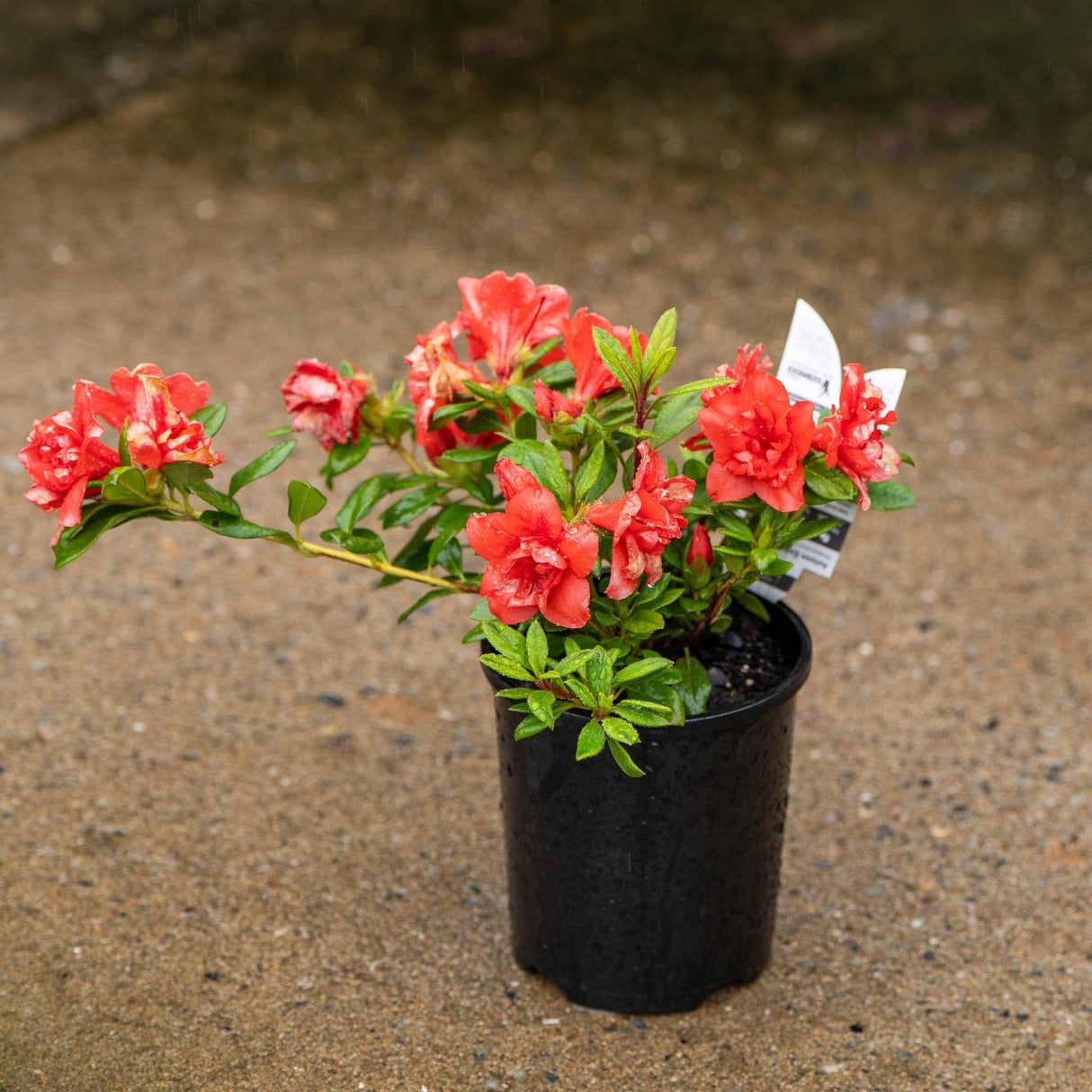 Autumn Embers Encore Azalea - Azalea Encore 'Autumn Embers'-Evergreen,Flowering,Moderate Growing,Moderate Water,Outdoor,Partial Shade,Shrub-Nursery Near Me