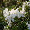 Autumn Ivory™ Encore Azalea