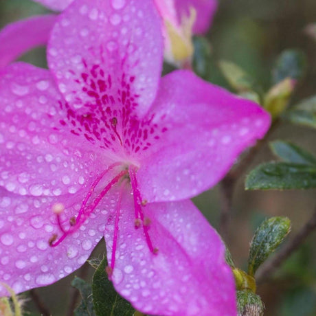 Autumn Jewel Encore Azalea - Azalea Encore 'Autumn Jewel'-Evergreen,Flowering,Moderate Growing,Moderate Water,Outdoor,Partial Shade,Shrub-Nursery Near Me