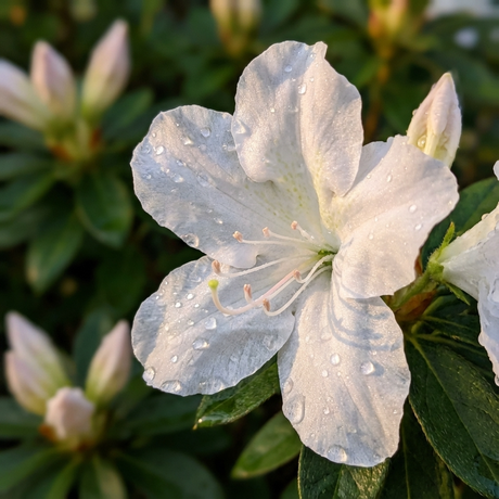 Close-up of Autumn Lily Azalea - Azalea x hybrida 'Autumn Lily', a repeat-blooming azalea, showing dew-covered white petals amid green leaves and buds.