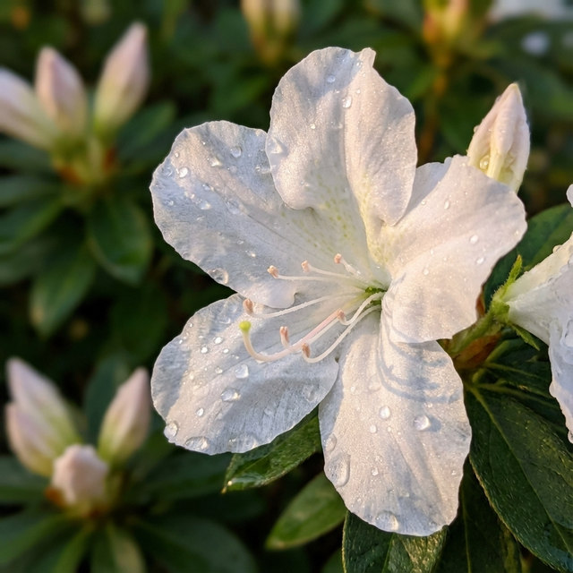 Close-up of Autumn Lily Azalea - Azalea x hybrida 'Autumn Lily', a repeat-blooming azalea, showing dew-covered white petals amid green leaves and buds.
