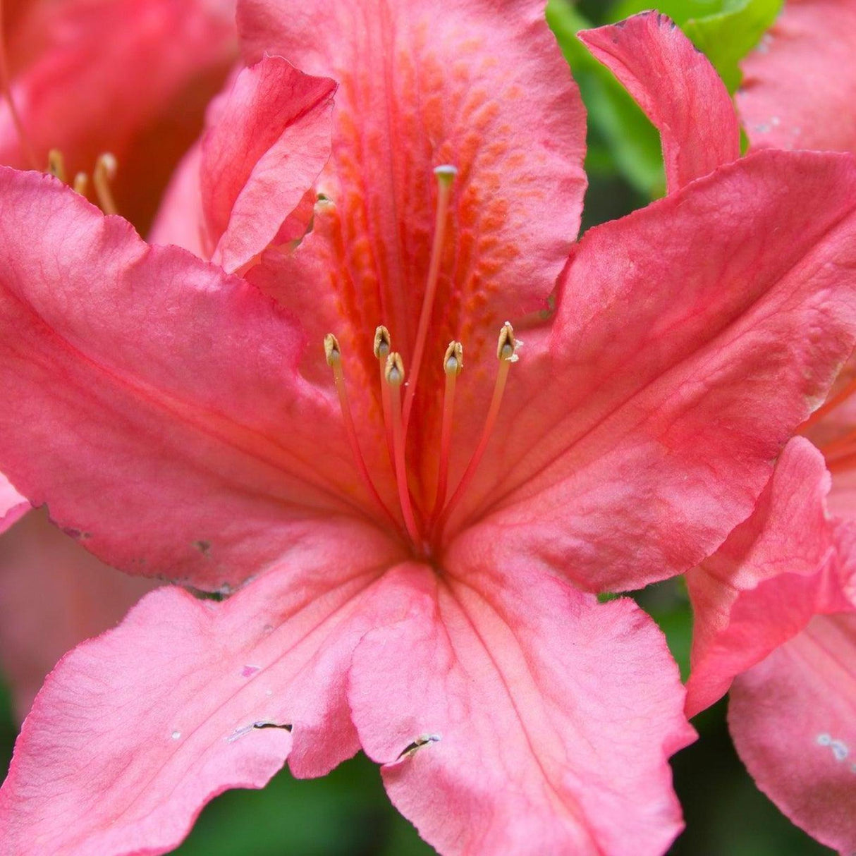 Autumn Princess Encore Azalea - Azalea Encore 'Autumn Princess'-Evergreen,Flowering,Moderate Water,Outdoor,Partial Shade,Shrub,Slow Growing-Nursery Near Me