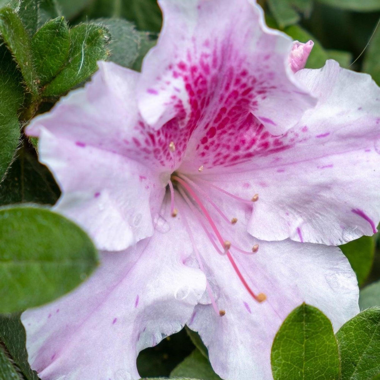 Autumn Twist Encore Azalea - Azalea Encore 'Autumn Twist'-Evergreen,Flowering,Moderate Growing,Moderate Water,Outdoor,Partial Shade,Shrub-Nursery Near Me