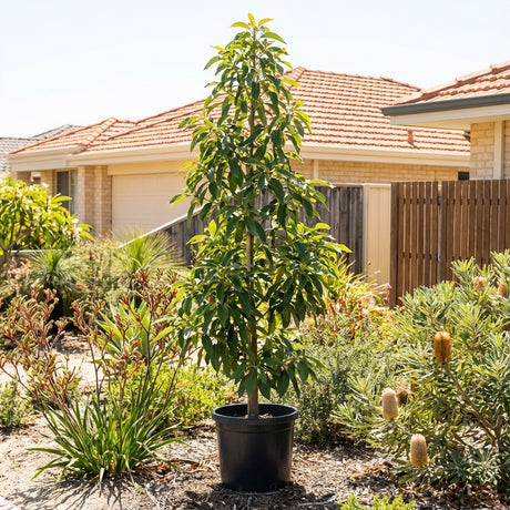 A potted Avocado ‘Reed’ (Persea americana) tree sits in a sunny garden with houses behind, offering the promise of homegrown, creamy avocados.
