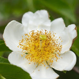 Axillary Gordonia - Gordonia axillaris-Evergreen,Flowering,Full Sun,Moderate Growing,Moderate Water,Outdoor,Tree-Nursery Near Me