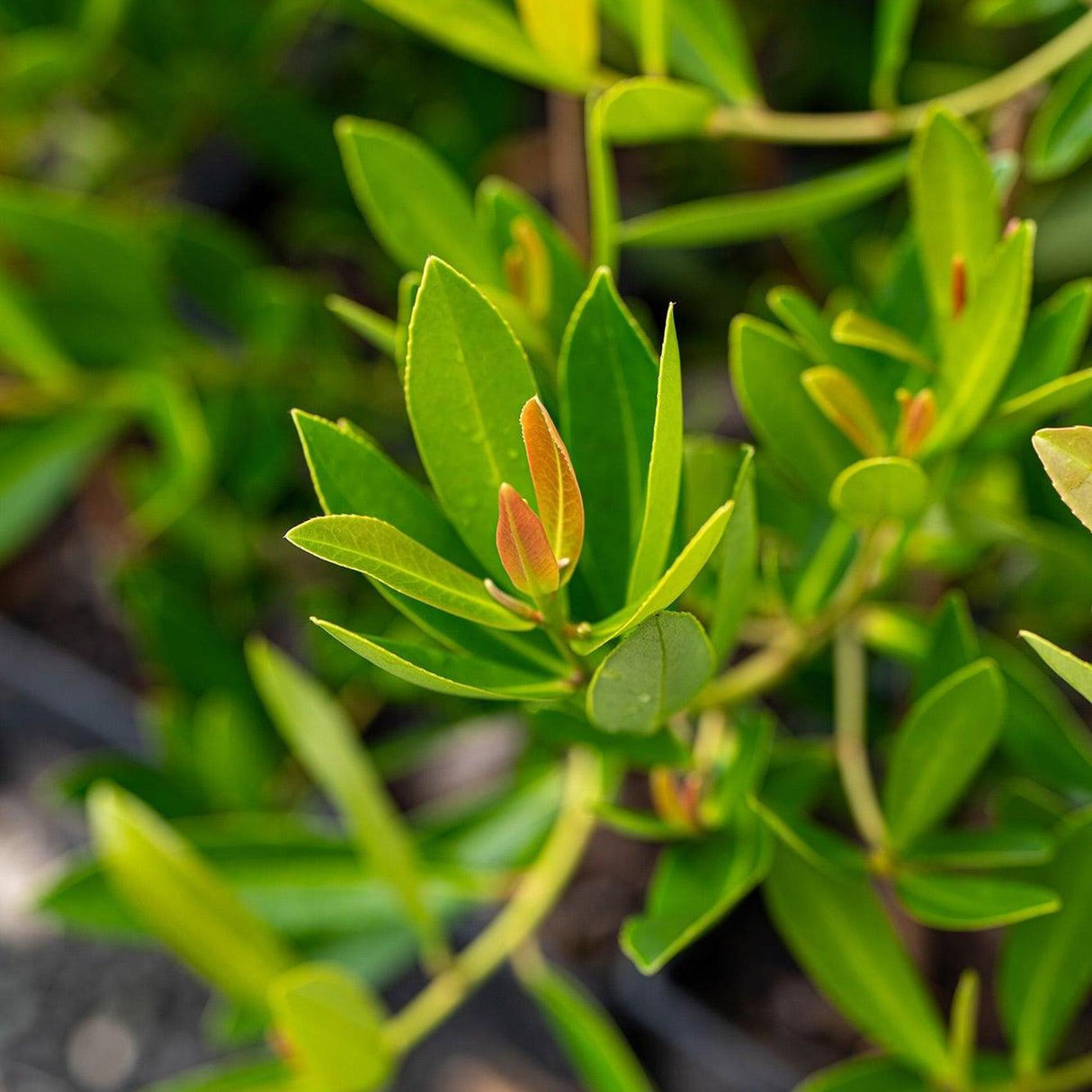 Axillary Gordonia - Gordonia axillaris-Evergreen,Flowering,Full Sun,Moderate Growing,Moderate Water,Outdoor,Tree-Nursery Near Me