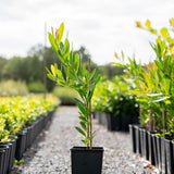 Axillary Gordonia - Gordonia axillaris-Evergreen,Flowering,Full Sun,Moderate Growing,Moderate Water,Outdoor,Tree-Nursery Near Me