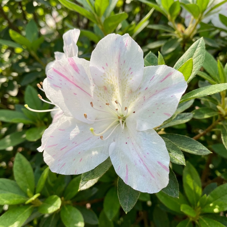 Close-up of Autumn Starlite Azalea - Azalea x hybrida 'Autumn Starlite', a repeat-flowering evergreen with white petals streaked light pink, framed by green leaves in sunlight.